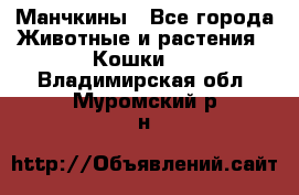 Манчкины - Все города Животные и растения » Кошки   . Владимирская обл.,Муромский р-н